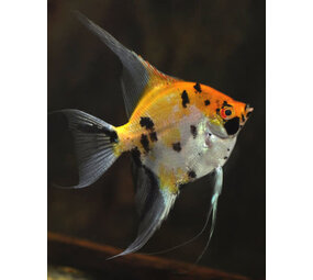 Pterophyllum Scalare Koi