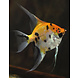 Pterophyllum Scalare Koi Pterophyllum Scalare Koi
