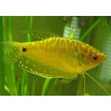 Trichogaster Trichopterus Goud Trichogaster Trichopterus Goud