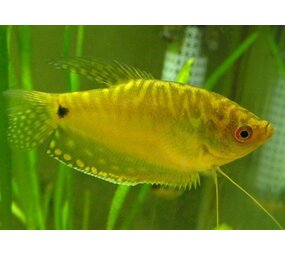 Trichogaster Trichopterus Goud