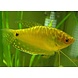 Trichogaster Trichopterus Goud Trichogaster Trichopterus Goud