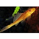 Hypostomus Plecostomus Gold Hypostomus Plecostomus Gold