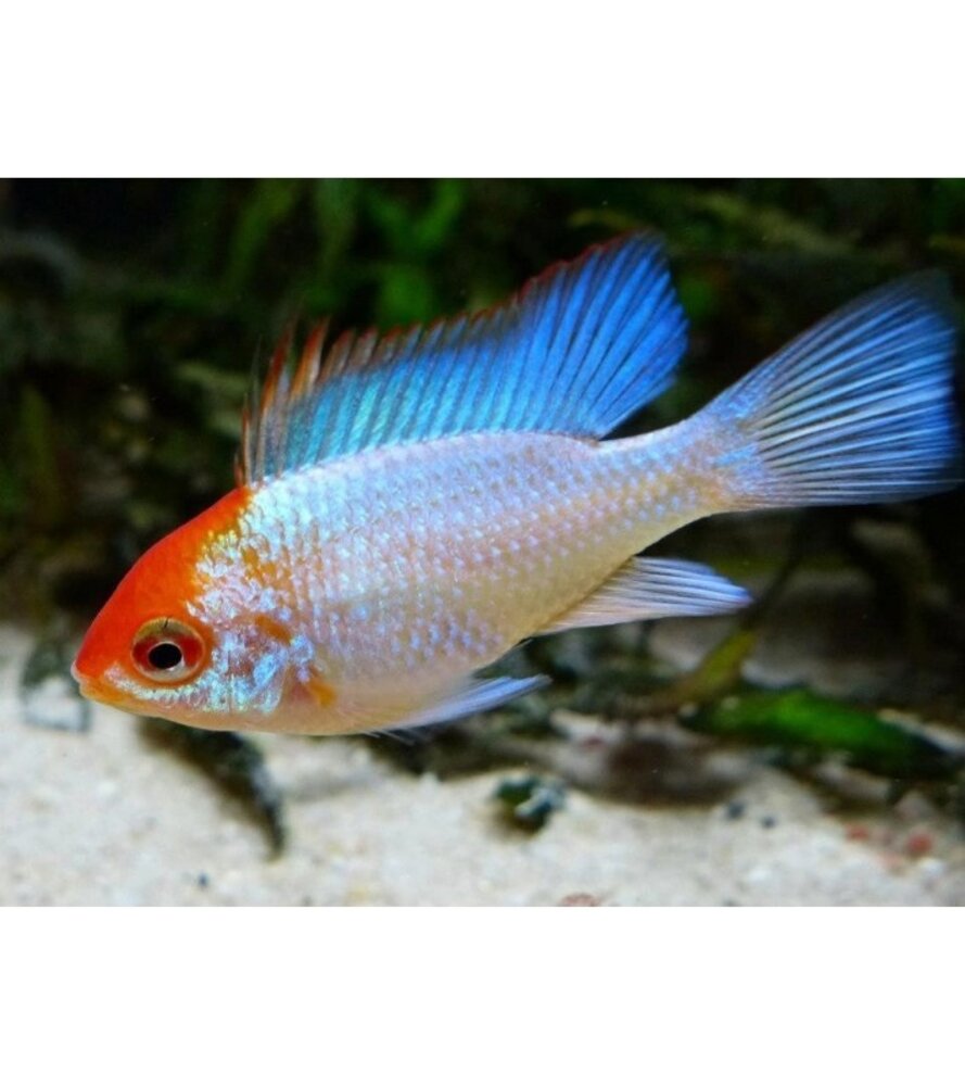 Microgeophagus Ramirezi Orange Head