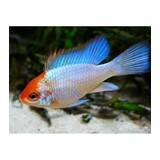 Microgeophagus Ramirezi Orange Head