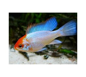 Microgeophagus Ramirezi Orange Head