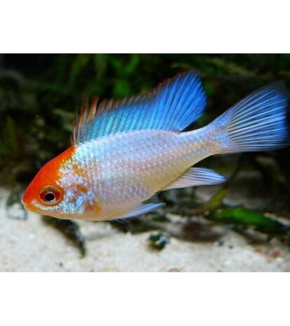 Microgeophagus Ramirezi Orange Head