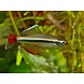 Tanichthys Micagemmae Tanichthys Micagemmae