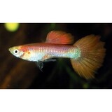 Poecilia Reticulatus Pink male Poecilia Reticulatus Pink male