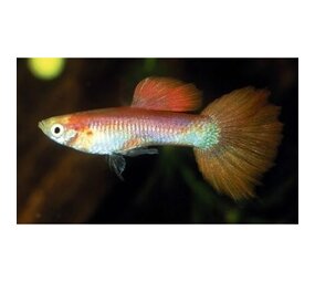 Poecilia Reticulatus Pink male Poecilia Reticulatus Pink male