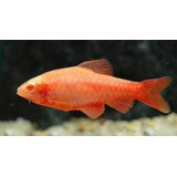 Puntius Titteya Albino Puntius Titteya Albino