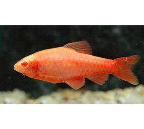 Puntius Titteya Albino Puntius Titteya Albino