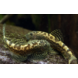 Sewelia Breviventralis Sewelia Breviventralis