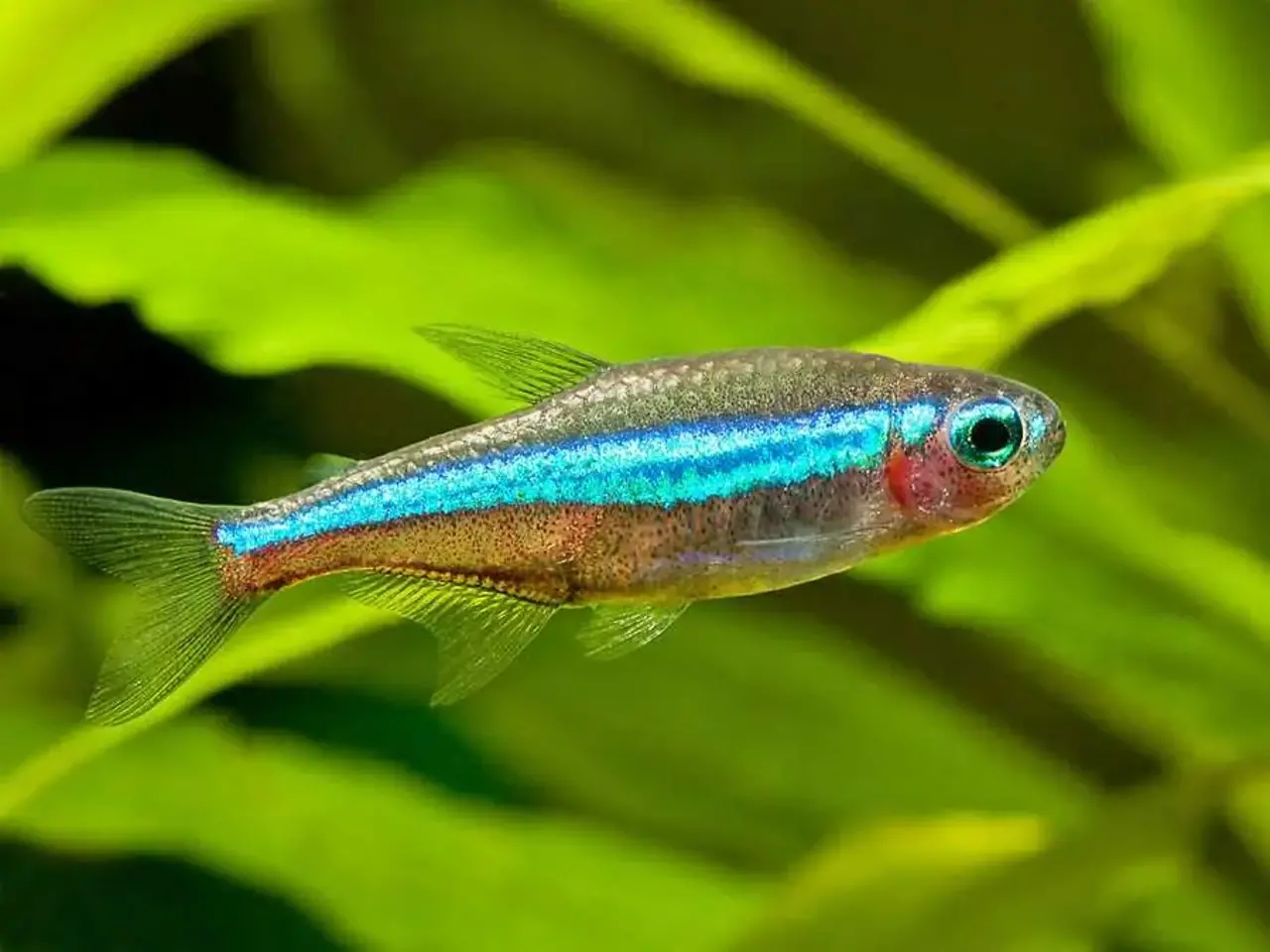 Cheirodon Simulans Cheirodon Simulans