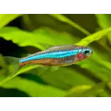 Cheirodon Simulans Cheirodon Simulans