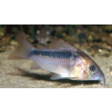 Corydoras Rabauti