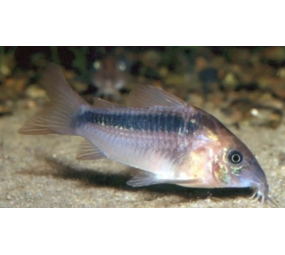 Corydoras Rabauti