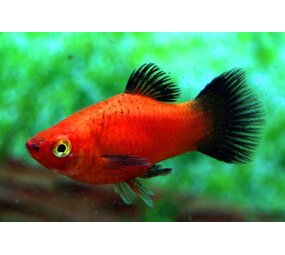 Xiphophorus Maculatus Wagtail