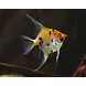 Pterophyllum Scalare Koi XL Pterophyllum Scalare Koi XL