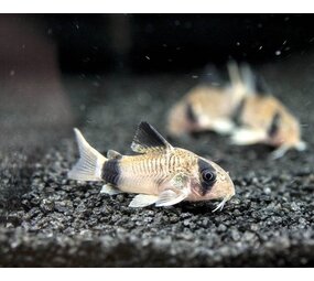 Corydoras Panda