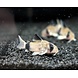 Corydoras Panda