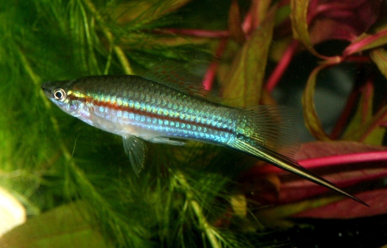 Xiphophorus Helleri Groen Xiphophorus Helleri Groen