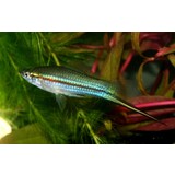 Xiphophorus Helleri Groen