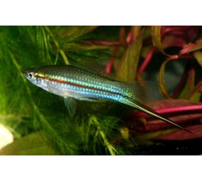 Xiphophorus Helleri Groen