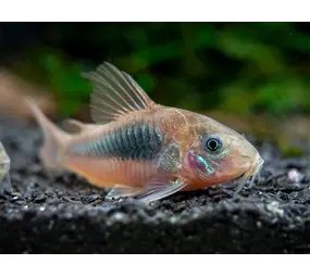 Corydoras Aeneus