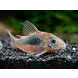 Corydoras Aeneus Corydoras Aeneus