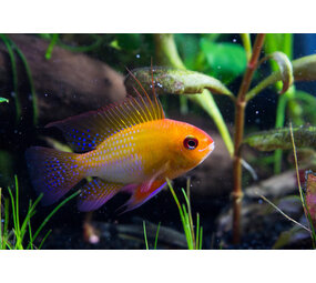 Microgeophagus Ramirezi Gold