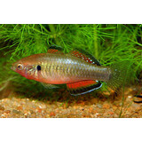 Hypseleotris Compressa