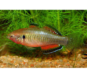 Hypseleotris Compressa