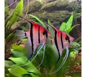 Pterophyllum Scalare Red Back