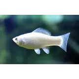 Poecilia Latipinna Zilver Poecilia Latipinna Zilver