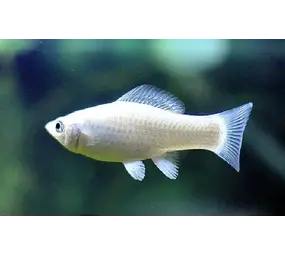 Poecilia Latipinna Zilver