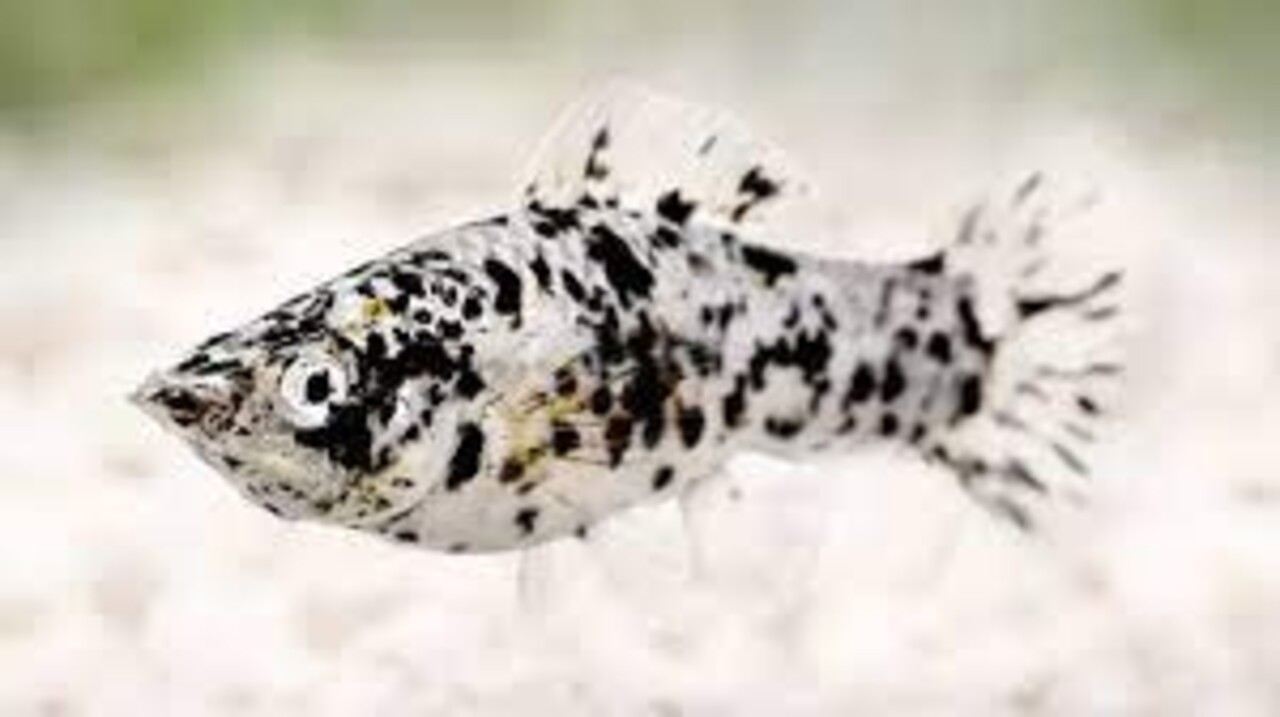 Poecilia Latipinna Dalmatian Poecilia Latipinna Dalmatian