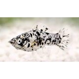 Poecilia Latipinna Dalmatian