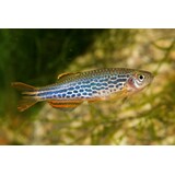 Danio Kyathit Danio Kyathit