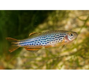Danio Kyathit Danio Kyathit