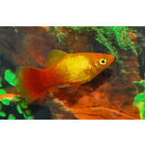 Xiphophorus Maculatus Marygold