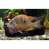 Thorichthys Ellioti Thorichthys Ellioti