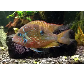 Thorichthys Ellioti
