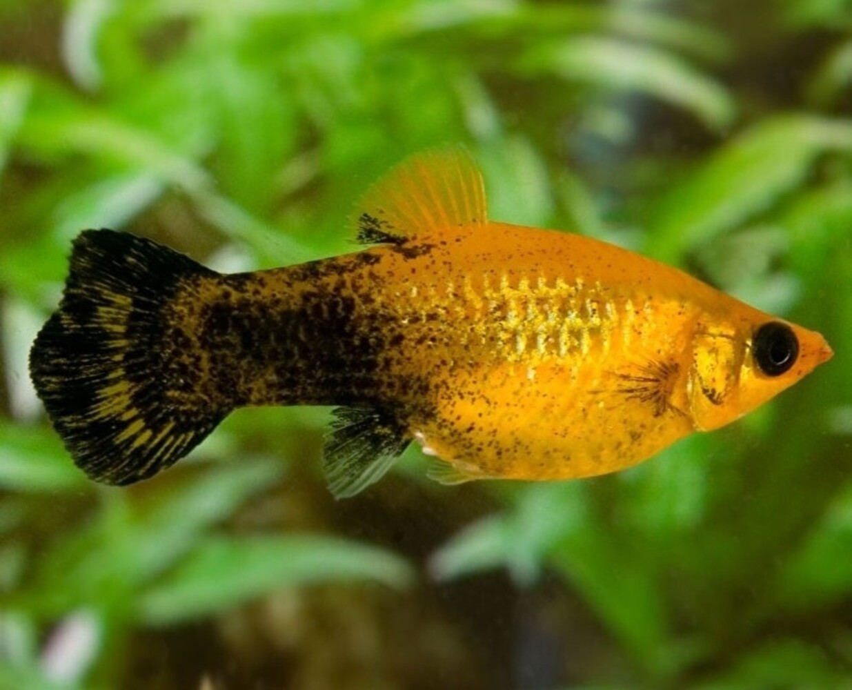 Poecilia Latipinna Golden Marble Poecilia Latipinna Golden Marble