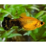 Poecilia Latipinna Golden Marble