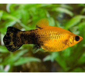 Poecilia Latipinna Golden Marble