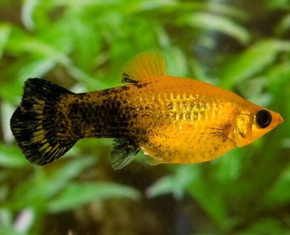 Poecilia Latipinna Golden Marble Poecilia Latipinna Golden Marble