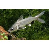 Arius Jordani Arius Jordani