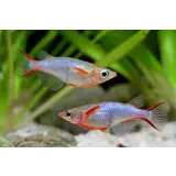 Oryzias Wowor Oryzias Wowor