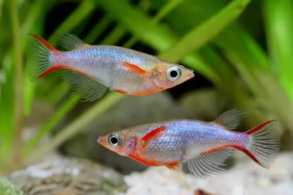 Oryzias Wowor Oryzias Wowor