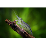 Caridina Multidentata Amano